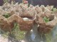 ecosouvenir natural original plantitas suculentas y cactus