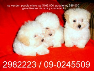 miguel Novios y novias en La Florida |  se venden poodle toy y micro toy 2982223 / 09.0245509 , poodle toy $85.000 poodle micro toy 165.000  9-0245509