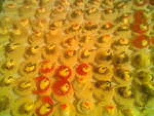 libita Novios y novias en Santiago |  canape empanaditas pastelitos mini pizzas 086612223, cvenas matrimonios bautizos servicio de garzones todo evento calidad 