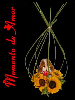 Momento de Amor Anuncios gratis para novios en Santiago |  Flores, arreglos florales, ramos de novias, desayunos sorpresa, poemas..., Si no sabe c&oacute;mo dec&iacute;rselo, nosotros lo hacemos por usted...