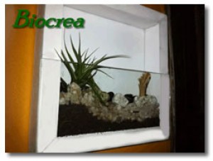 BIOCREA Anuncios gratis para novios en La Florida |  DECORACION DE HOGAR Y JARDIN, Decoraci&oacute;n de plantas y cactus especiales para su hogar y jard&iacute;n