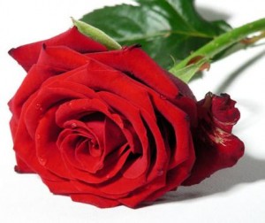 Color de Rosas Anuncios gratis para novios en Santiago |  Venta de Rosas Ecuatorianas, Color de Rosas