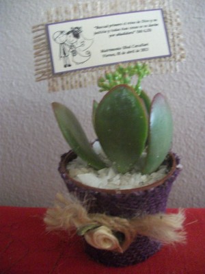 Gloria V. Anuncios gratis para novios en Santiago |  Matrimonios, bellos souvenirs en cactus y suculentas variedades , Recuerdos para matrimonios, bautizos, primera comuni&oacute;n, graduaciones
