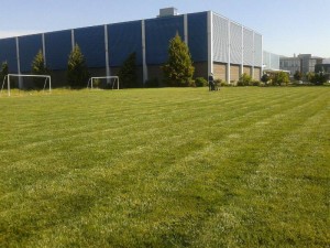 Rodrigo Anuncios gratis para novios en Santiago |  Venta de alfombra de pasto natural en palmetas, Pasto en alfombra