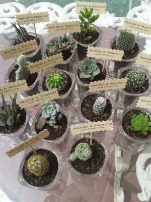 Cactus y Suculentas Regala Vida Anuncios gratis para novios en Santiago |  Cactus para matrimonio, ecoregalo, souvenir cactus boda suculentas, Plantitas de regalo, sovenir matrimonio cactus suculentas ecosouvenir