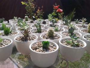Natalia Anuncios gratis para novios en Santiago |  Encintado original cactus y suculentas plantimas matrimonios bautizos , Recuerdo original encintado ecologico boda cactus y suculentas 