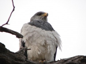 Rodolfo Diaz Miranda Anuncios gratis para novios en Punta Arenas |  Inolvidable es lo menos que se puede decir de estar en patagonia chile, Y hacer avistamientos y observaci&Oacute;n de aves y flora con guia