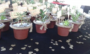 liliana merino Anuncios gratis para novios en Santiago |  Cactus y suculentas recuerdos para todo tipo de celebraci&Oacute;n , Recuerdos para todo tipo de celebraci&oacute;n 