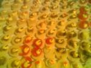 maria Anuncios gratis para novios en Santiago |  canape pastelitos brochetas todo para su fiesta calidad sra maria 086612223, pastelitos empanaditas mini pizzas todo para su fiesta calidad variedad