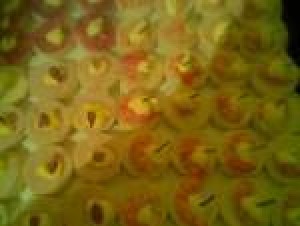 maria Anuncios gratis para novios en Santiago |  canape pastelitos brochetas todo para su fiesta variedad sra maria086612223, empanaditas pizzetas tapaditos todo para su fiesta calidad variedad
